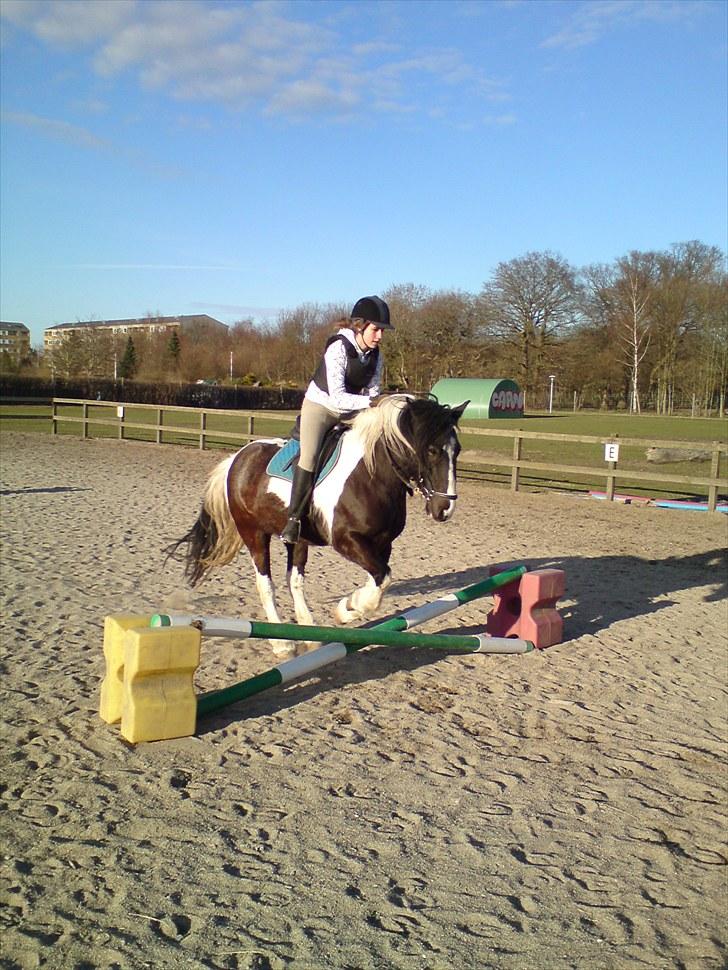 Irish Cob Jensen<3 *Passer*  billede 17