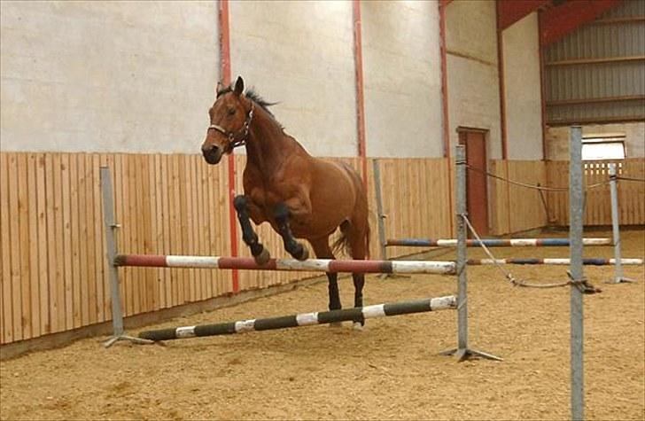 Dansk Varmblod Møllgaardens Mann Light - han ser måske sjov ud, men han gjorde det sørme fint, og han ELSKER det (´: <3  billede 6