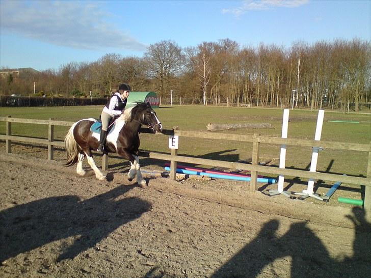 Irish Cob Jensen<3 *Passer*  billede 18