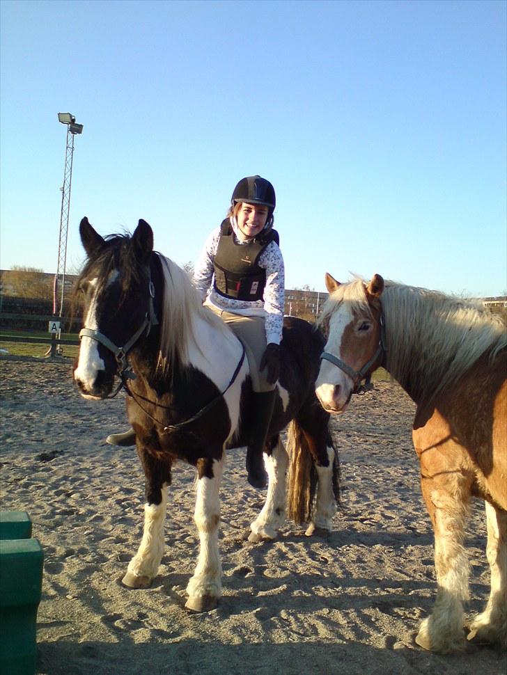 Irish Cob Jensen<3 *Passer*  billede 19