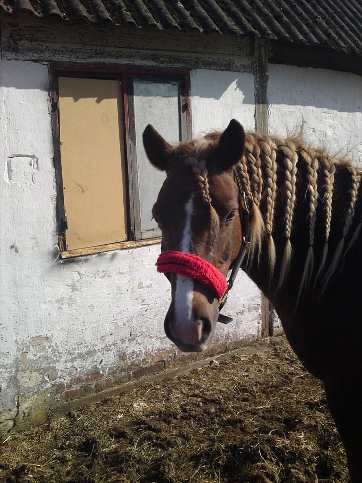 Anden særlig race Laban >Solgt< - 15) Laban med fletninger :D  Foto: Chilli Hansen billede 15