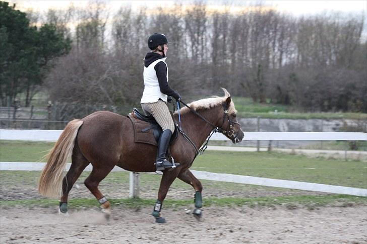 Anden særlig race Laban >Solgt< - 16) Laban opvarmning inden spring xD Foto: Bettina Hansen billede 16