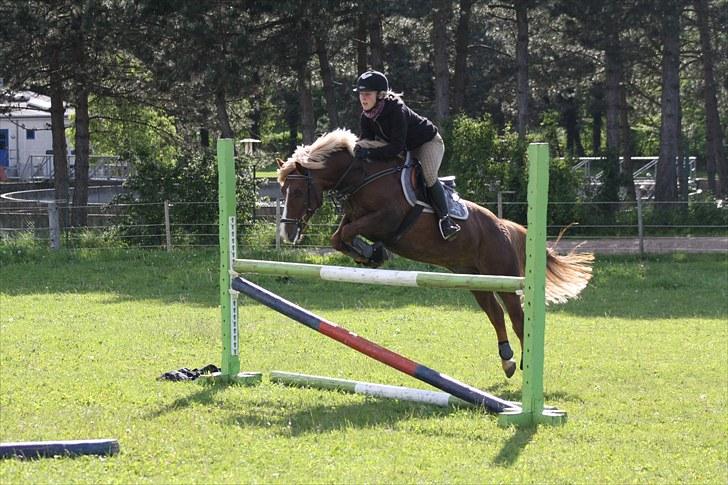 Anden særlig race Laban >Solgt< - 18) Så kom vi op på de 90 cm ;D Foto: Bettina Hansen billede 18