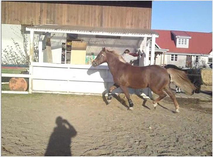 Anden særlig race Laban >Solgt< - 20) Laban i trav  Foto: Chilli Hansen billede 20