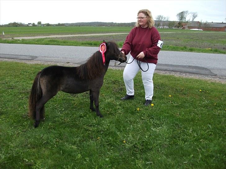 Dansk Miniature Lundevestergård Papaya Fa - 15.05.2010 Føl og Plagskue i Brovst billede 13