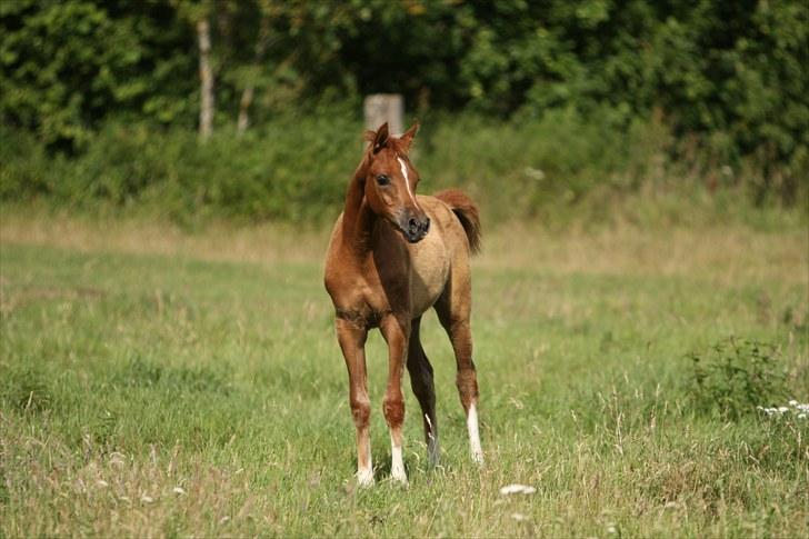 Arabisk fuldblod (OX) Theia billede 6