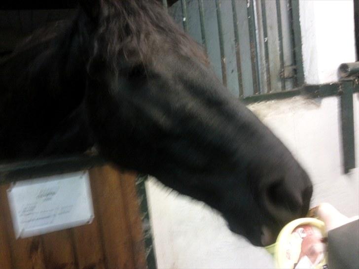 Frieser wytske z.van solgt billede 20