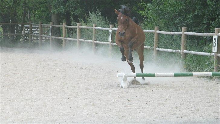 Arabisk fuldblod (OX) La Lyricah - Hun kan godt "springe" ;) billede 18