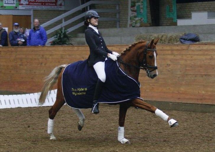 DSP Hedemands Aurora A-pony - Vinder af DSP 7-års Championat 2010 billede 1