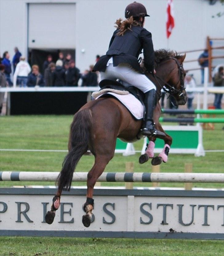 Anden særlig race Maarielunds Fairytale - Morsø 2010 billede 14