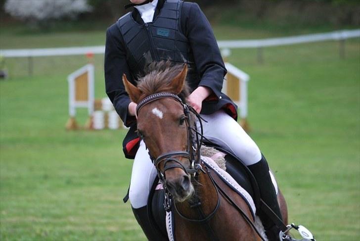 Anden særlig race Maarielunds Fairytale - morsø 2010 billede 16