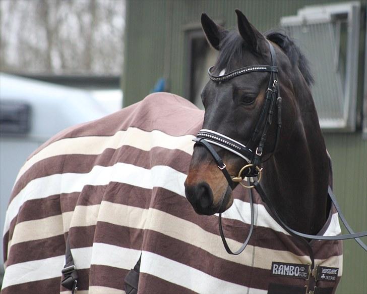 Holstener Licairo SOLGT billede 19