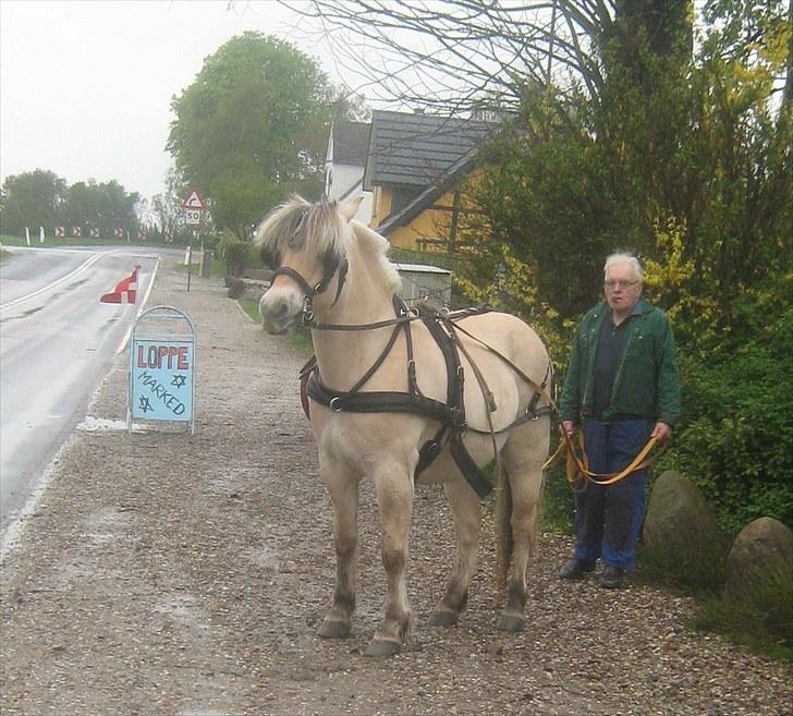 Fjordhest Marco Østerkær død - marco og min far billede 1