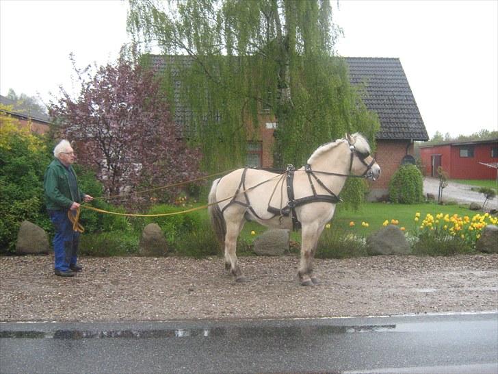 Fjordhest Marco Østerkær død billede 2