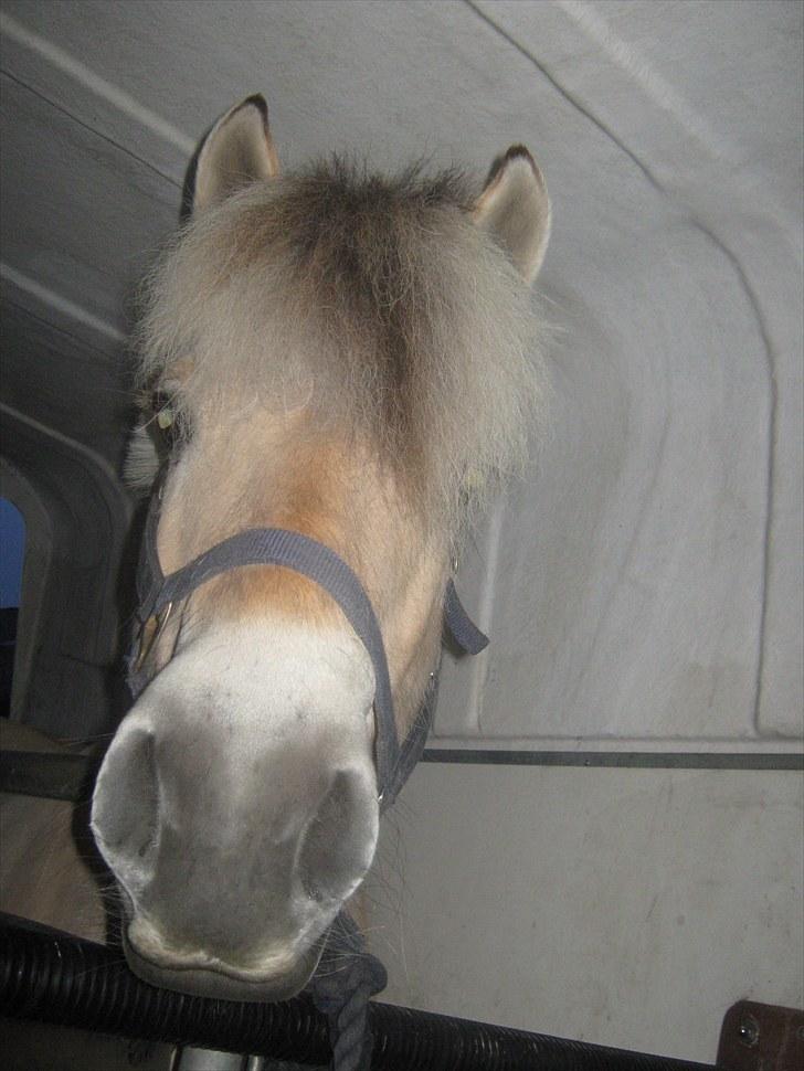 Fjordhest Marco Østerkær død billede 3