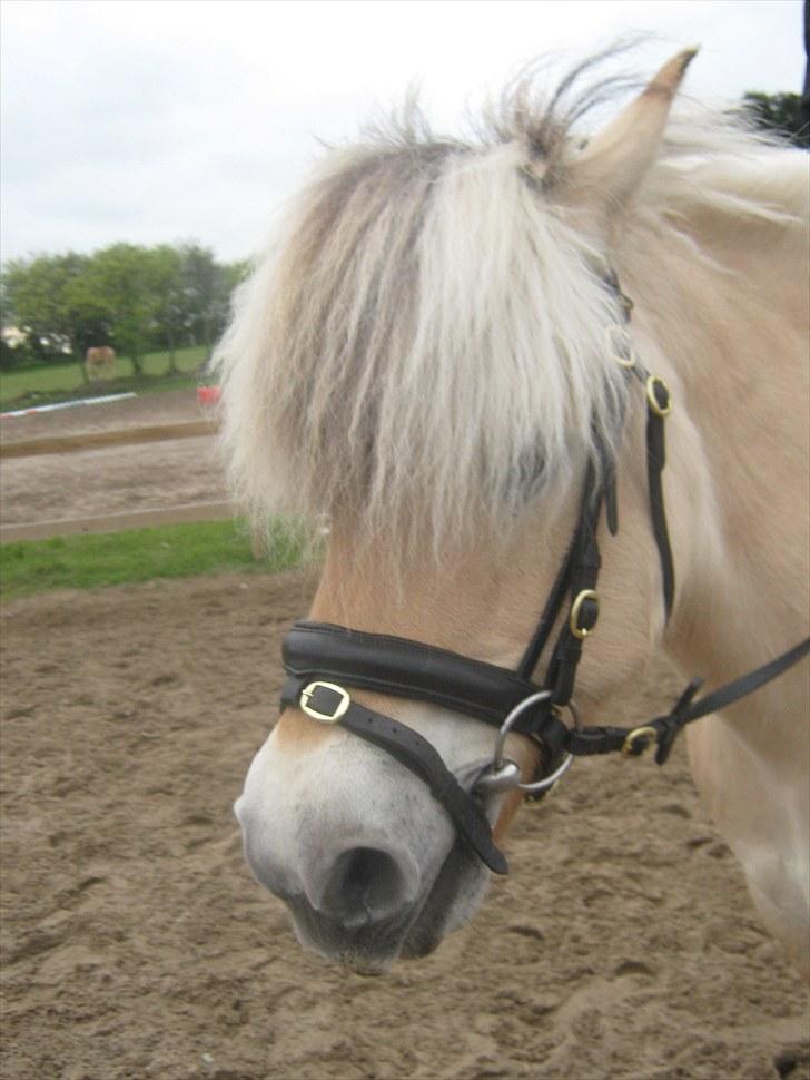 Fjordhest Marco Østerkær død billede 4