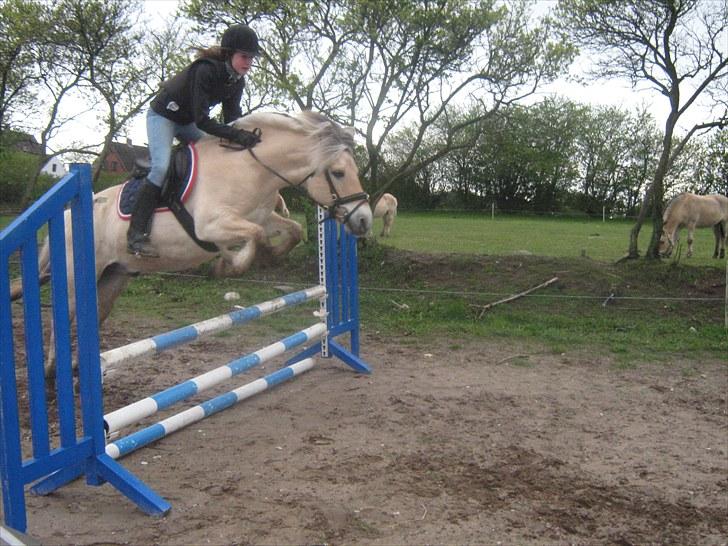 Fjordhest Marco Østerkær død billede 5