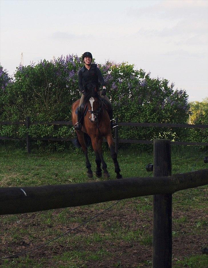 Dansk Varmblod Mew Town Himmelhest  - spas (; maj 2011 billede 3