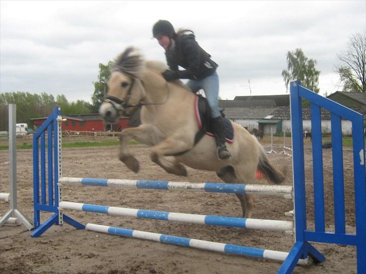 Fjordhest Marco Østerkær død billede 6