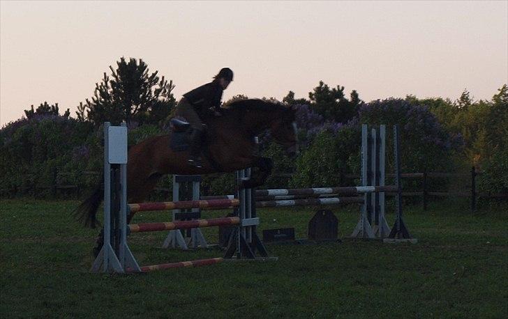 Dansk Varmblod Mew Town Himmelhest  - 2011 billede 7