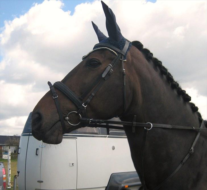 Anden særlig race Tacha af tofthøj mølle.  - Ørsted stævne (: 9. maj 2010 billede 1