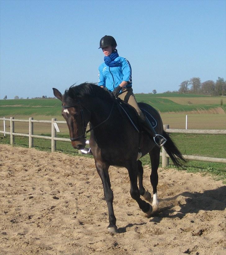 Anden særlig race Tacha af tofthøj mølle.  - Lidt dressur billede 2
