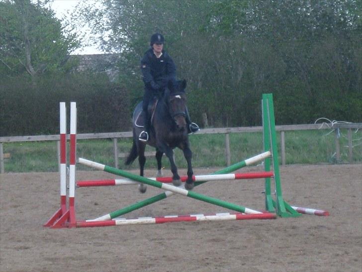 Anden særlig race Tacha af tofthøj mølle.  - Mor og Tacha til springundervisning billede 12