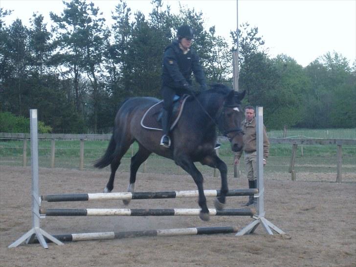 Anden særlig race Tacha af tofthøj mølle.  - Mor og Tacha til springundervisning billede 13