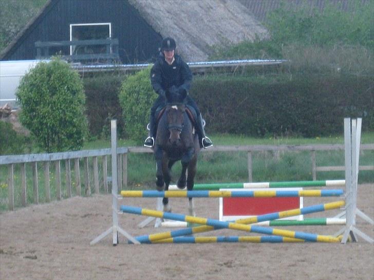 Anden særlig race Tacha af tofthøj mølle.  - Mor og Tacha til springundervisning billede 14