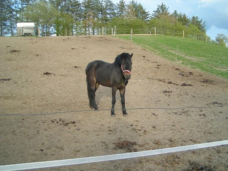 Dartmoor Anc-Neu Eri  - Anc-Neu Eri venter på sommergræs billede 9