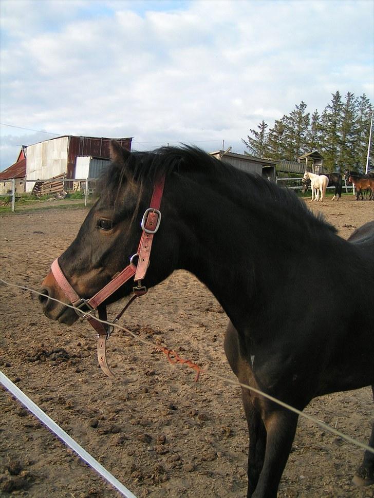 Dartmoor Anc-Neu Eri  - Nu uden vinterpels billede 10