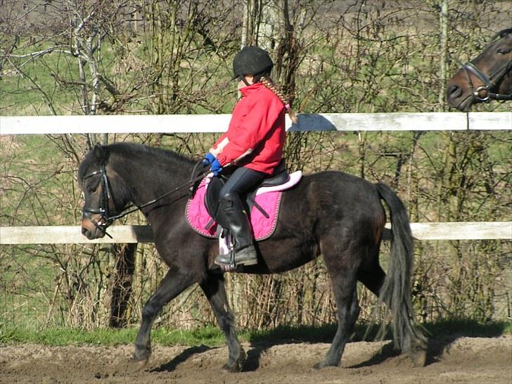 Dartmoor Anc-Neu Eri  - ridetur på banen billede 11