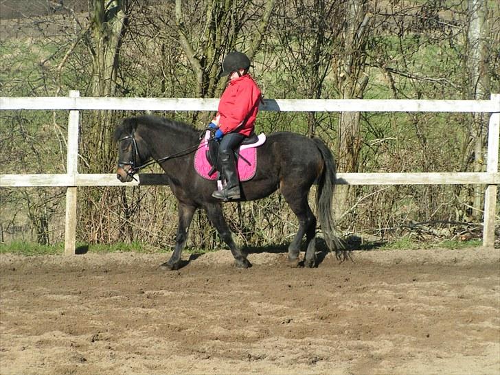 Dartmoor Anc-Neu Eri  billede 12