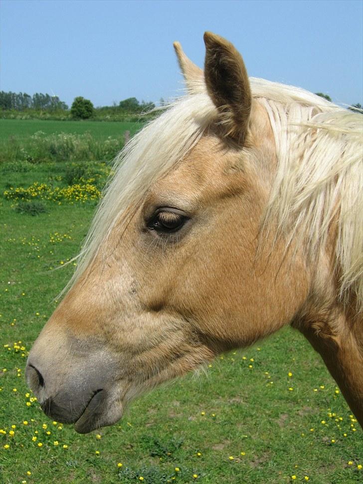 Palomino Kærgaardens Blaze billede 1