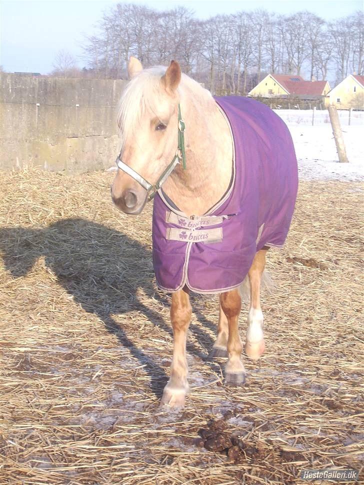 Palomino Kærgaardens Blaze - Blaze på fold i vinters, billede lånt af Rikke :) billede 2