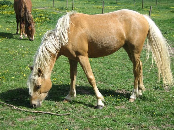 Palomino Kærgaardens Blaze - Blaze på fold, sammen med sin halvbror Ferrari billede 3