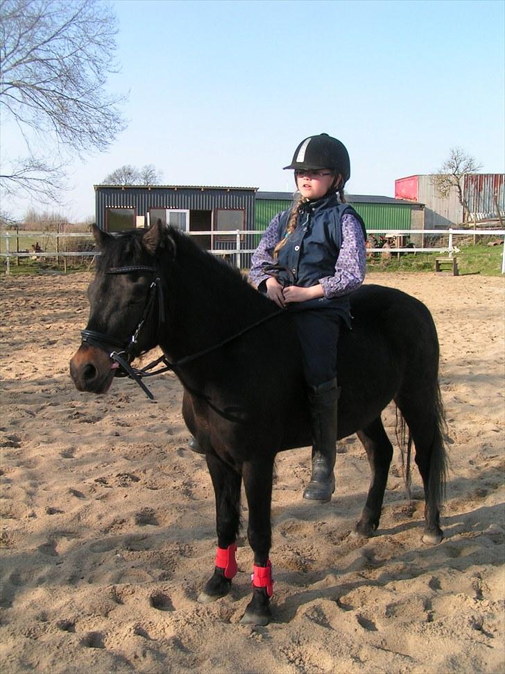 Dartmoor Anc-Neu Eri  - Vi håber også Eri nyder det billede 14