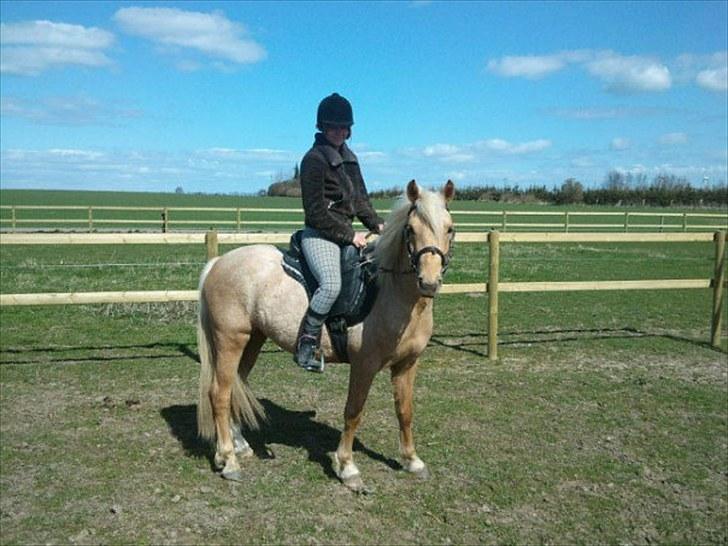 Palomino Kærgaardens Blaze - Blaze og Rikke, de passer super sammen!! billede 5