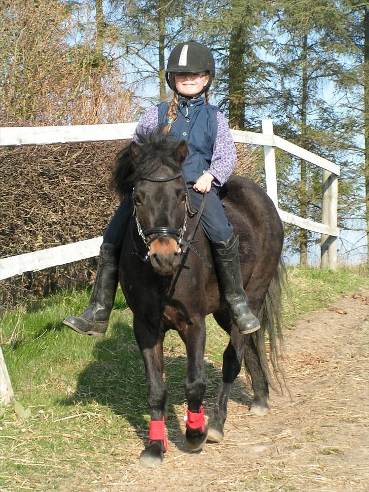 Dartmoor Anc-Neu Eri  - Sara og Eri kommer hjem fra den første skridttur udenfor ridebanen ( næsten alene) billede 15