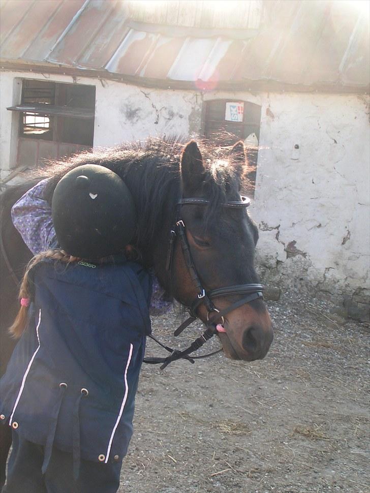 Dartmoor Anc-Neu Eri  - Tak for turen billede 16