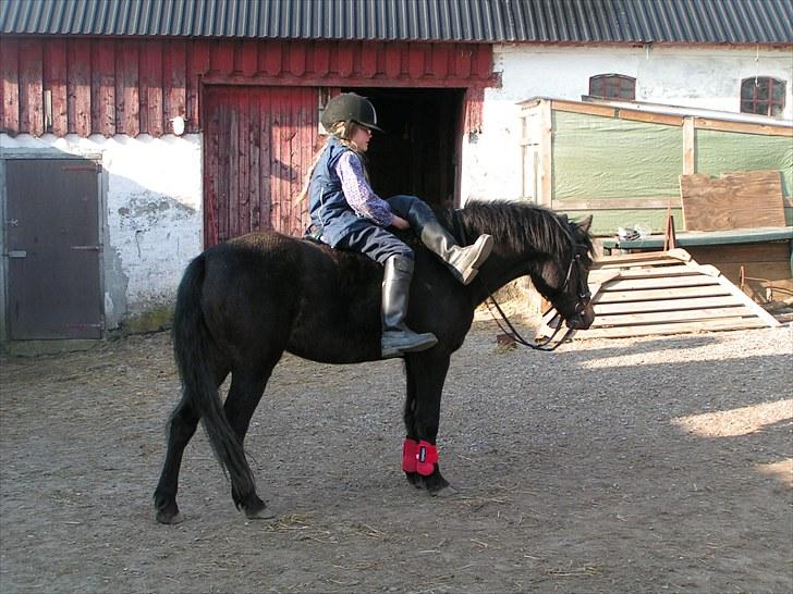 Dartmoor Anc-Neu Eri  - Dejlig pony billede 17