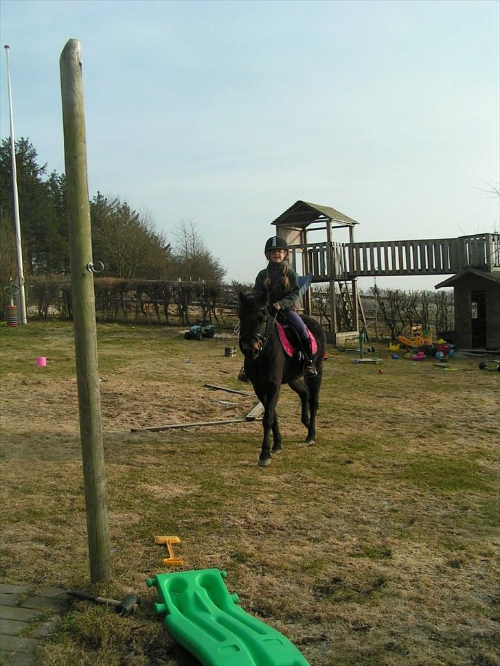 Dartmoor Anc-Neu Eri  - Så rider de tur på græsplænen billede 19