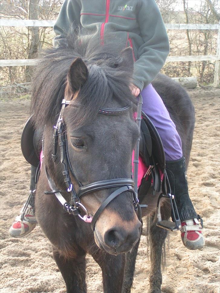 Dartmoor Anc-Neu Eri  billede 20