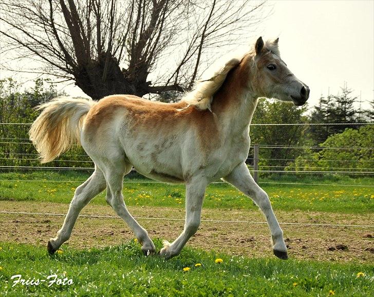 Haflinger Unikka Stald Friis - NYT - 28-04-11 billede 12