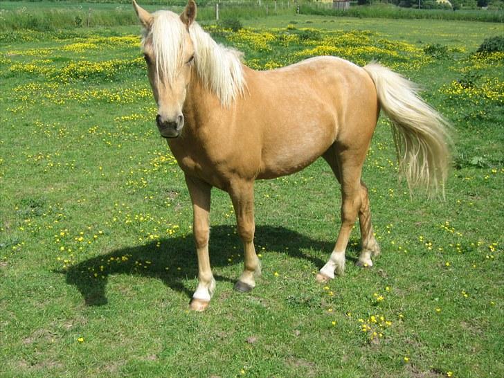 Palomino Kærgaardens Blaze billede 6