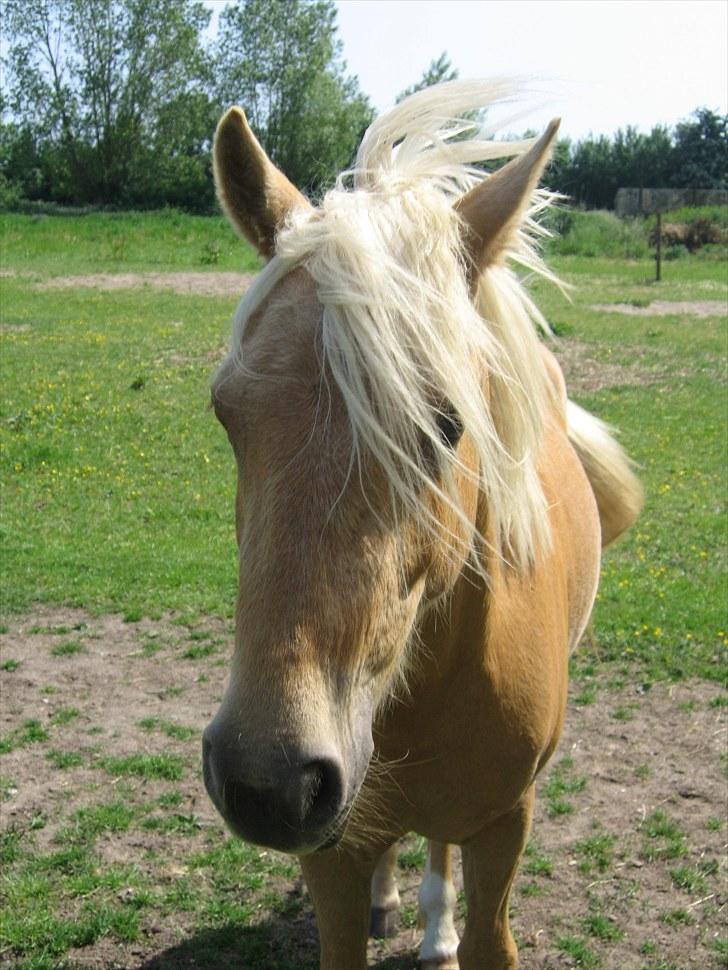 Palomino Kærgaardens Blaze billede 7