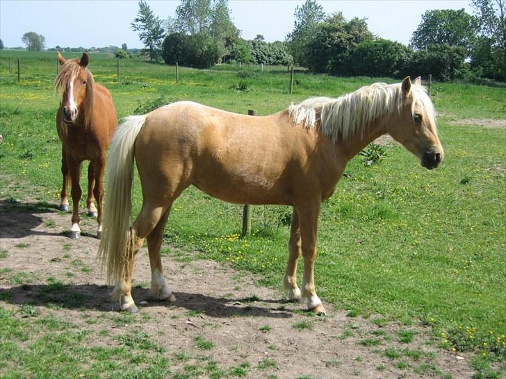 Palomino Kærgaardens Blaze - Her er hun to år, så stadig noget ranglet :) billede 8
