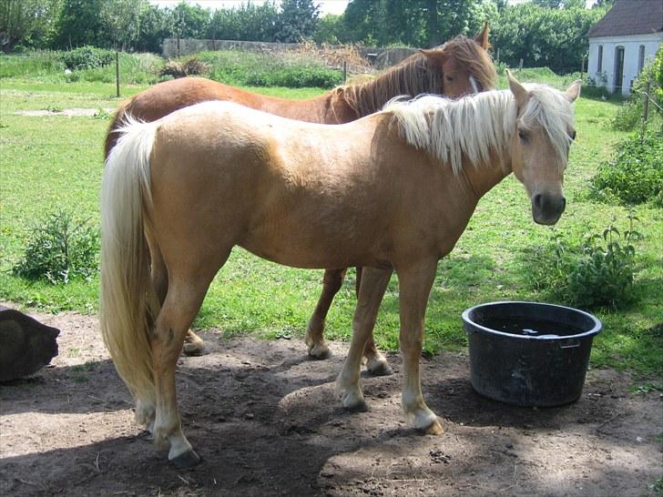 Palomino Kærgaardens Blaze - Blaze og Ferrari :) billede 9