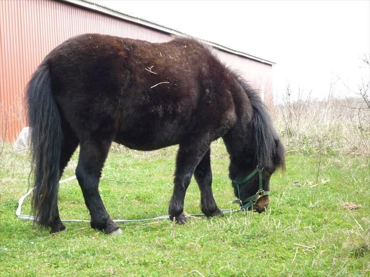 Shetlænder Toby - Så er han så småt i gang med at blive græsset, så han er klar til sommer døgn folden :)  billede 19