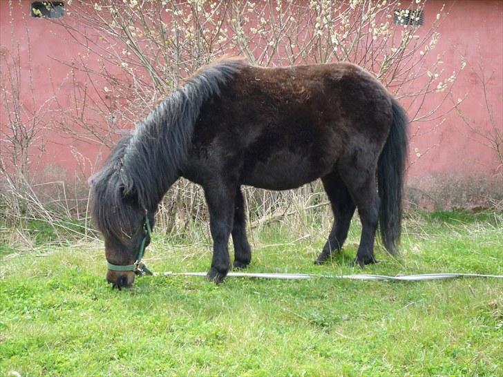 Shetlænder Toby billede 20